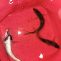 アジ