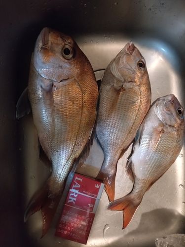 釣果