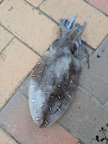 コウイカの釣果