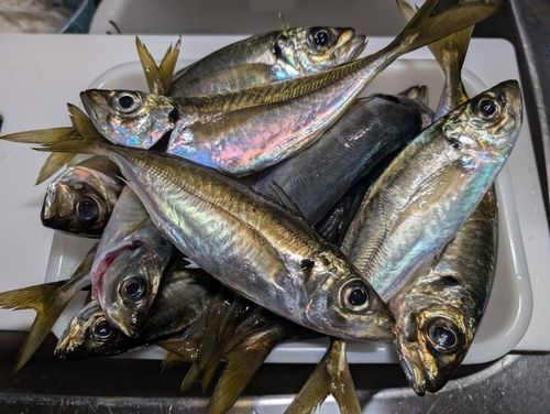 アジの釣果