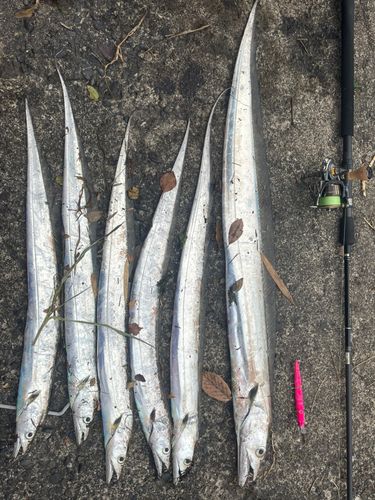 タチウオの釣果