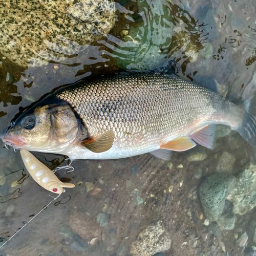 マルタウグイの釣果