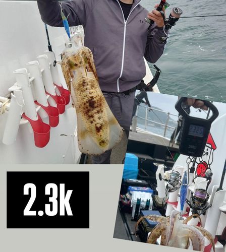 アオリイカの釣果