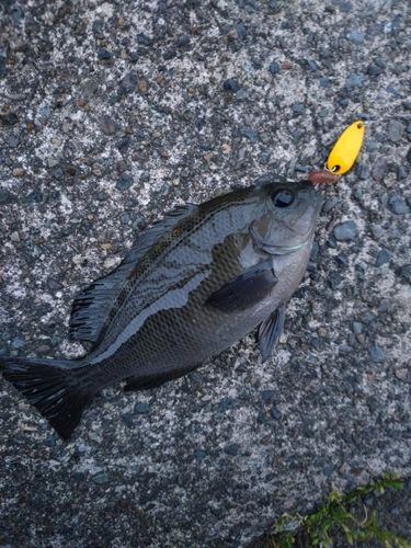 メジナの釣果