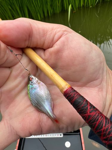 タイリクバラタナゴの釣果