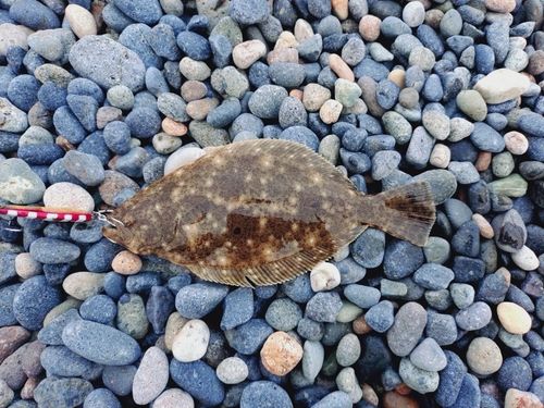 ソゲの釣果