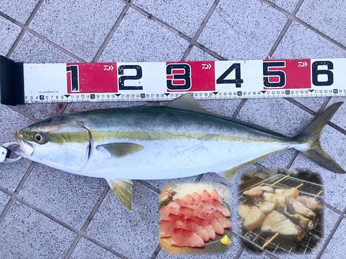 メジロの釣果