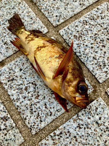 メバルの釣果