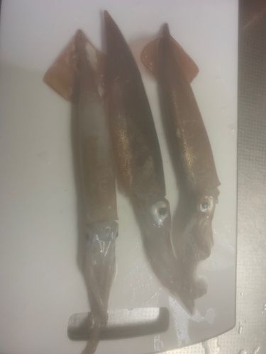 ケンサキイカの釣果