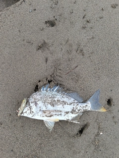 キビレの釣果