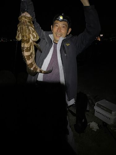クエの釣果