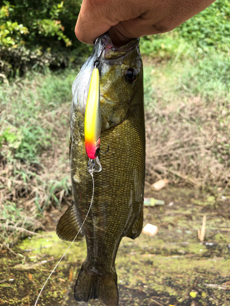 スモールマウスバス