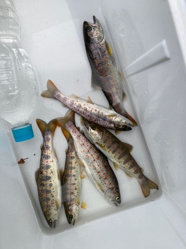 アマゴの釣果