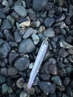 イワシの釣果