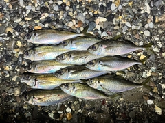 アジの釣果