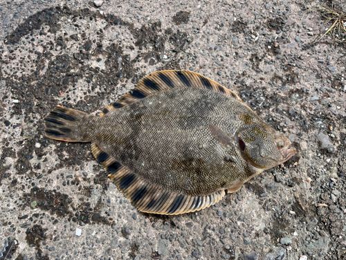 マツカワの釣果