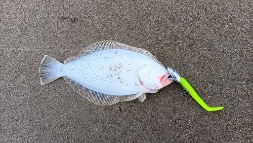 ソゲの釣果