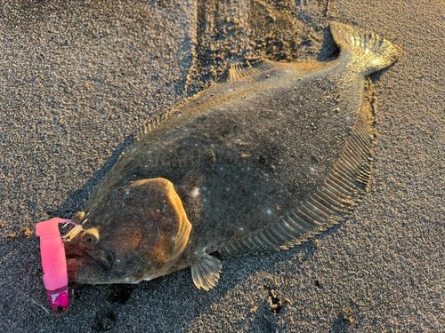 ヒラメの釣果