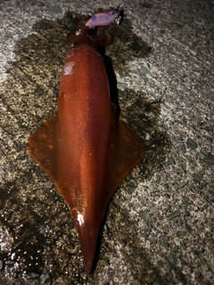 ケンサキイカの釣果