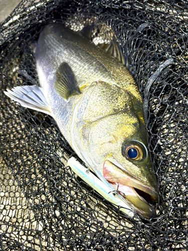 フッコ（マルスズキ）の釣果