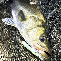 フッコ（マルスズキ）