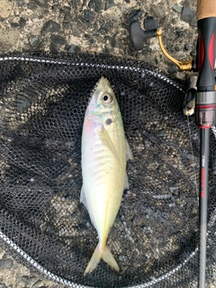 マルアジの釣果