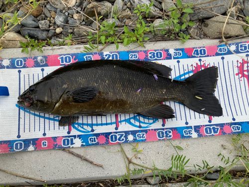スモールマウスバスの釣果