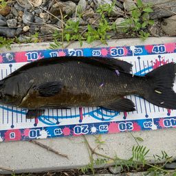 スモールマウスバス