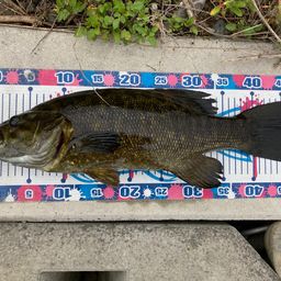 スモールマウスバス