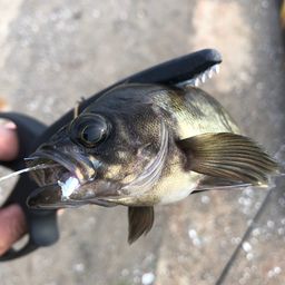 メバル