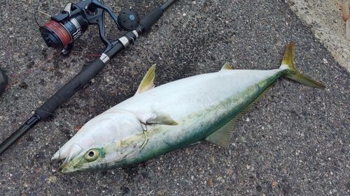 ワラサの釣果