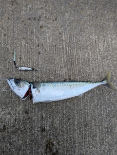 サバの釣果