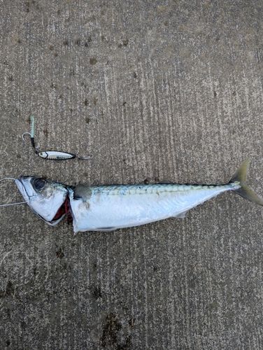 サバの釣果