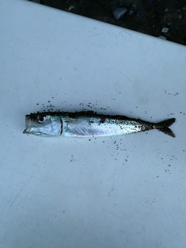 サバの釣果