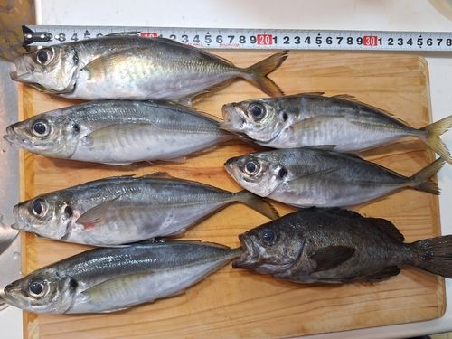 アジの釣果