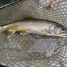 レイクトラウト