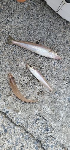 キスの釣果