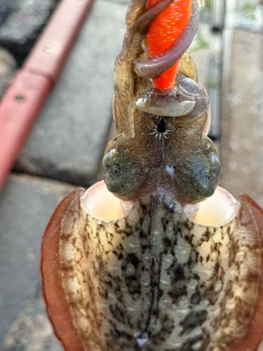 コウイカの釣果