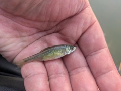 モツゴの釣果