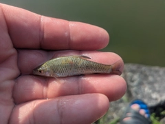 モツゴの釣果