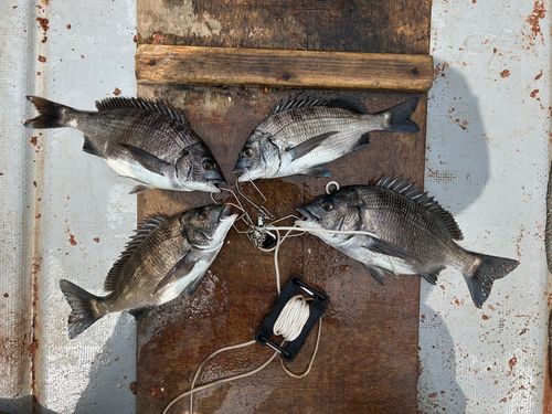 クロダイの釣果