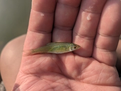 モツゴの釣果