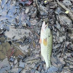 ラージマウスバス