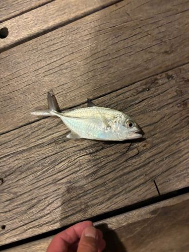 メッキの釣果