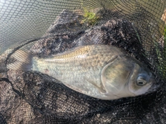 ヘラブナの釣果