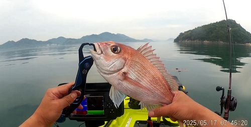 マダイの釣果