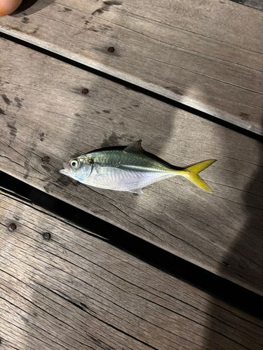 オニアジの釣果