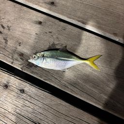 オニアジ