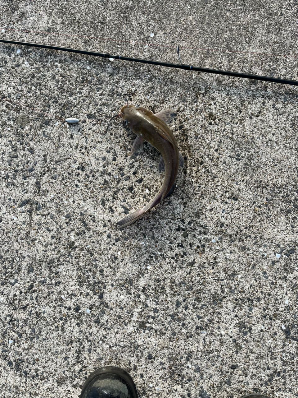 アメリカナマズ