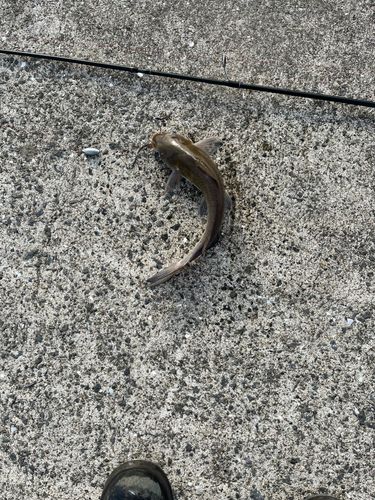 アメリカナマズの釣果